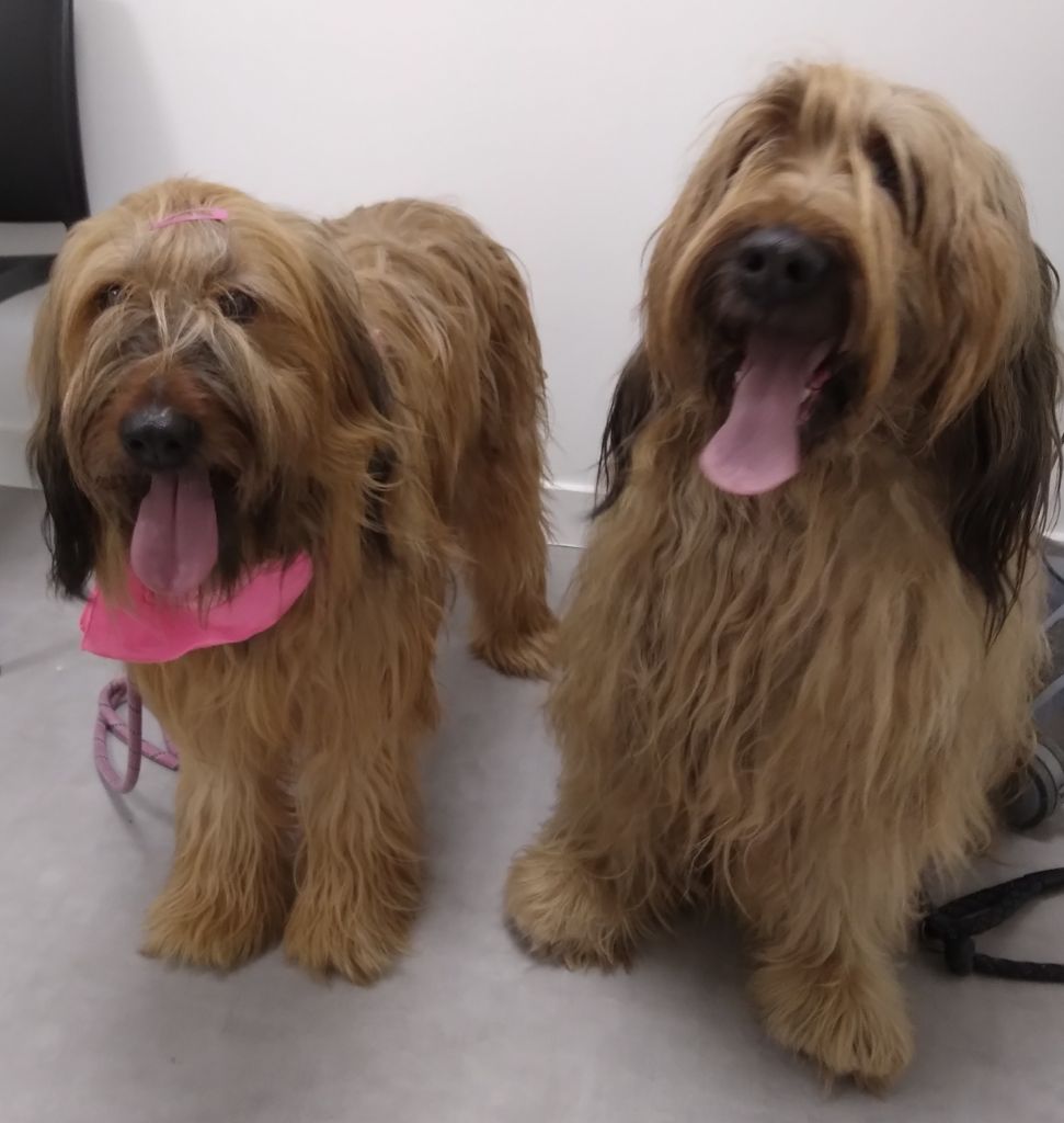 Chiots à réserver 
