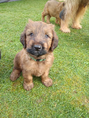 CHIOT 1